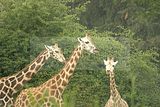leipzig zoo-01_07_2011_zoo_allgemein_227